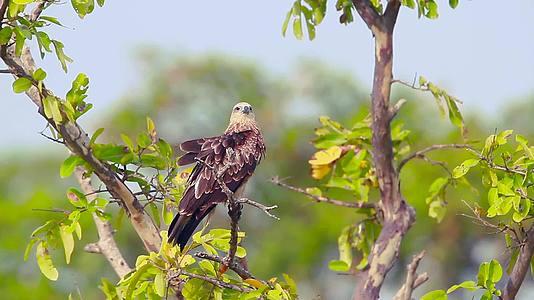 绿林湾自然保护区鹰鹰鹰鹰Srilanka视频的预览图