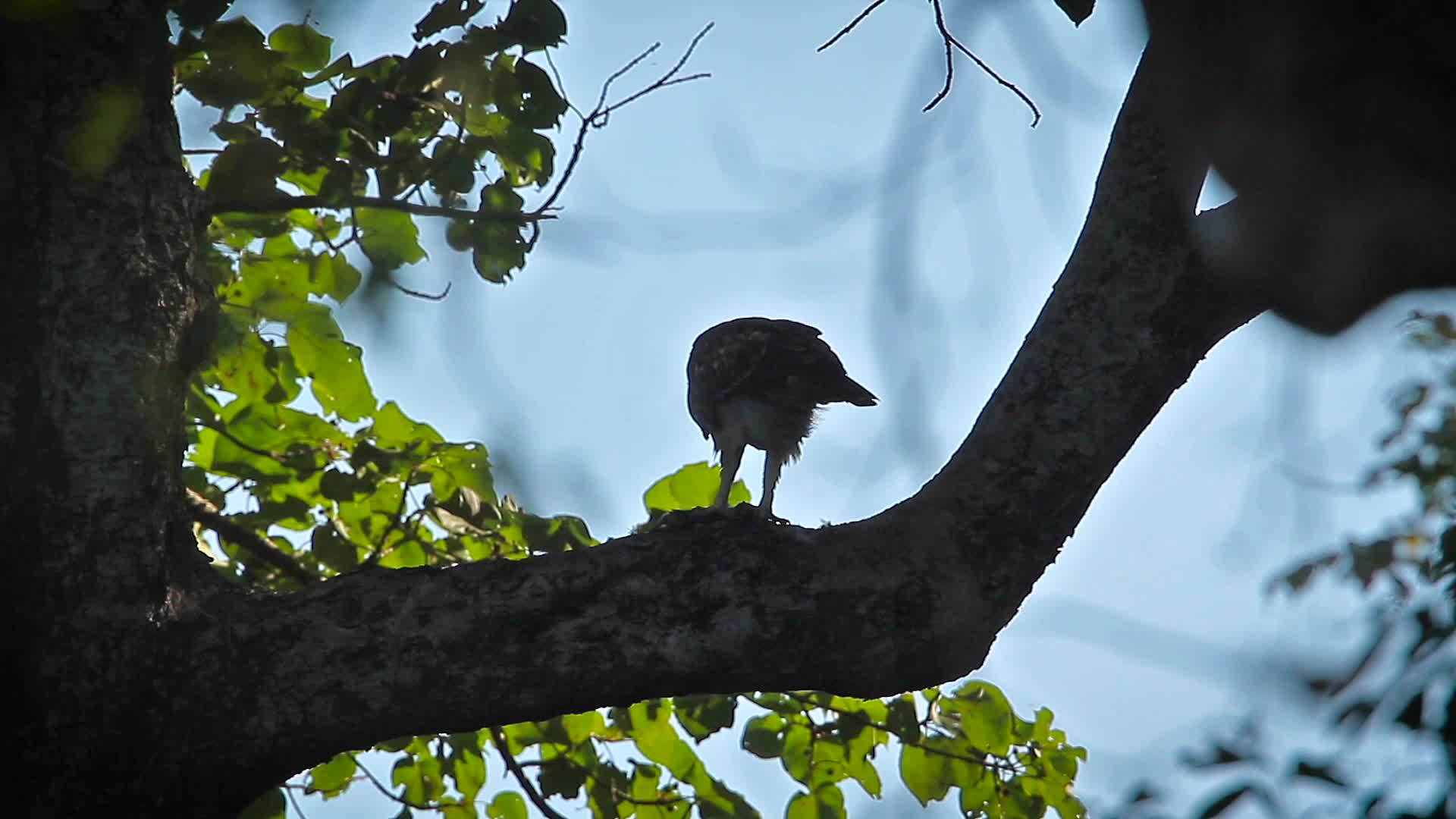 巴迪亚国家公园可变鹰鹰视频的预览图