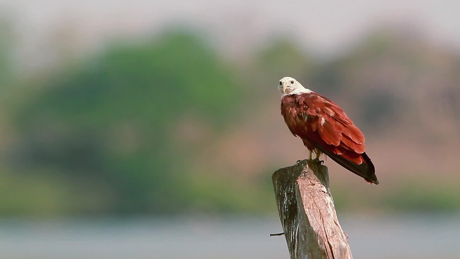 爱林肯湾自然保护区srilanka视频的预览图