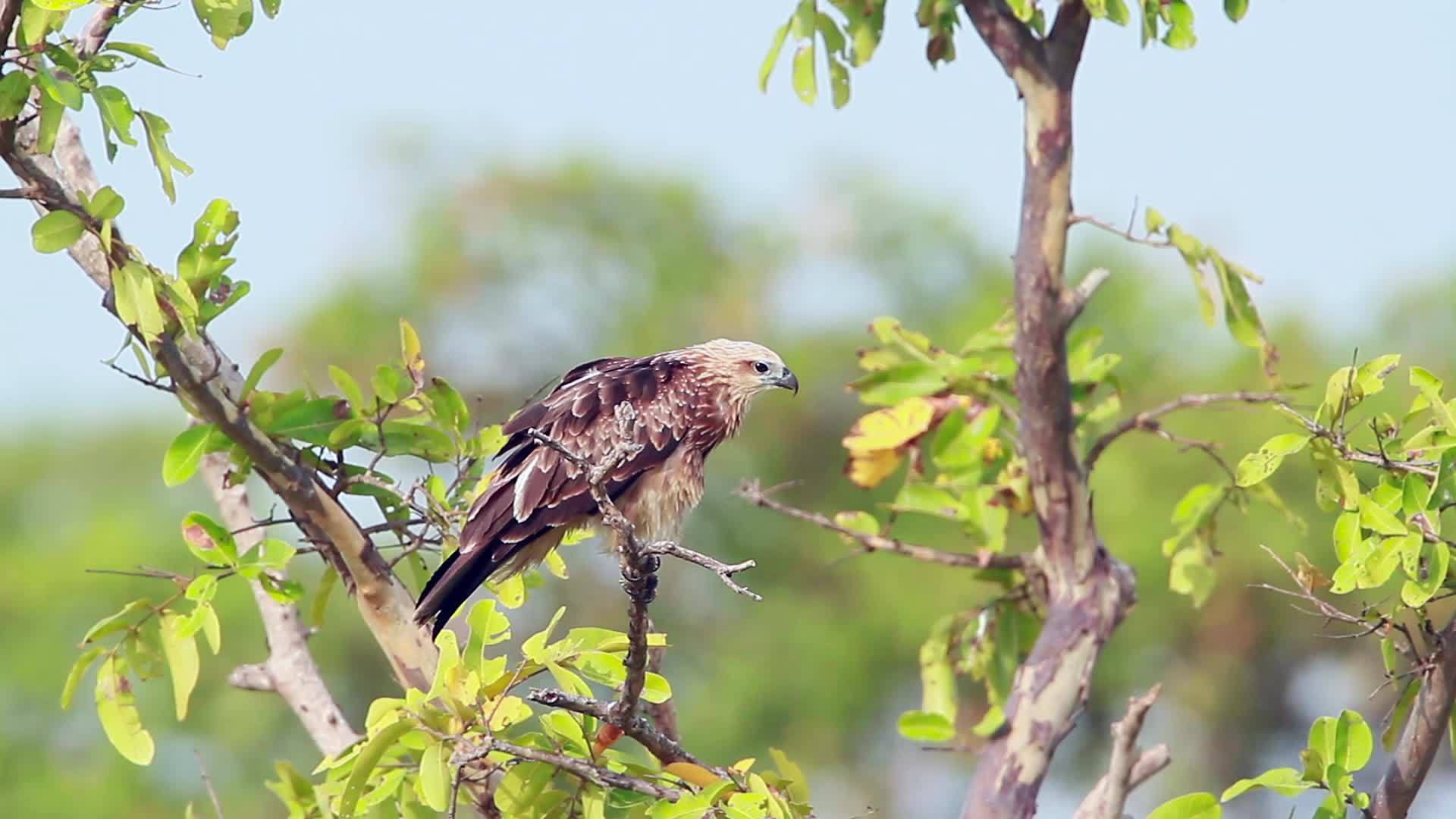 绿林湾自然保护区鹰鹰鹰鹰Srilanka视频的预览图