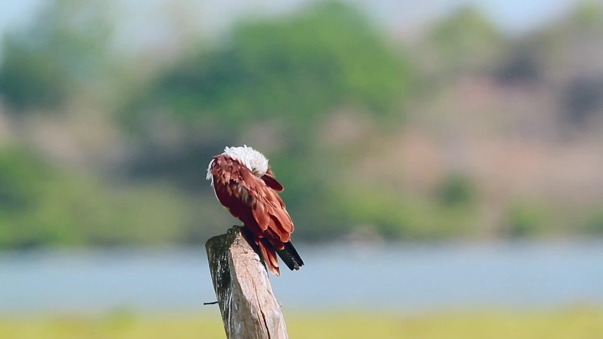 爱林肯湾自然保护区srilanka视频的预览图