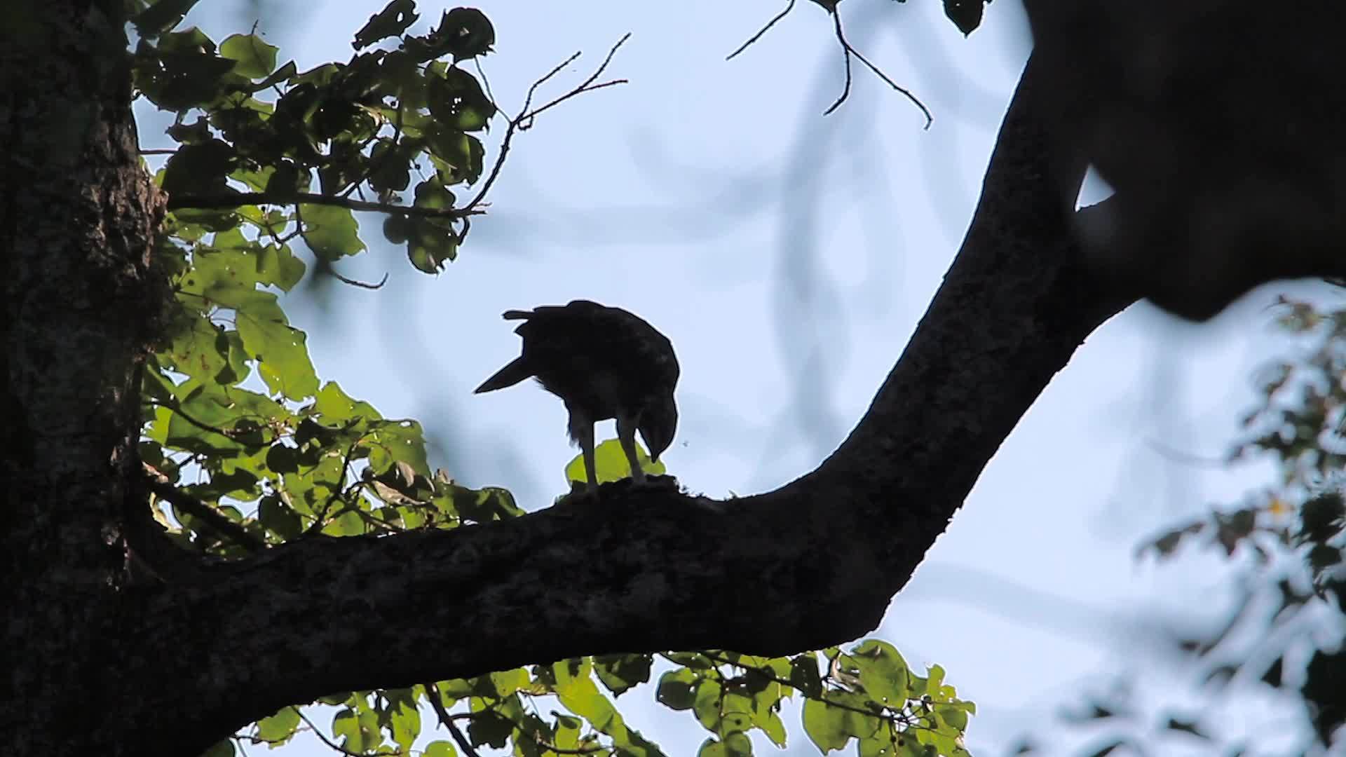 巴迪亚国家公园可变鹰鹰视频的预览图