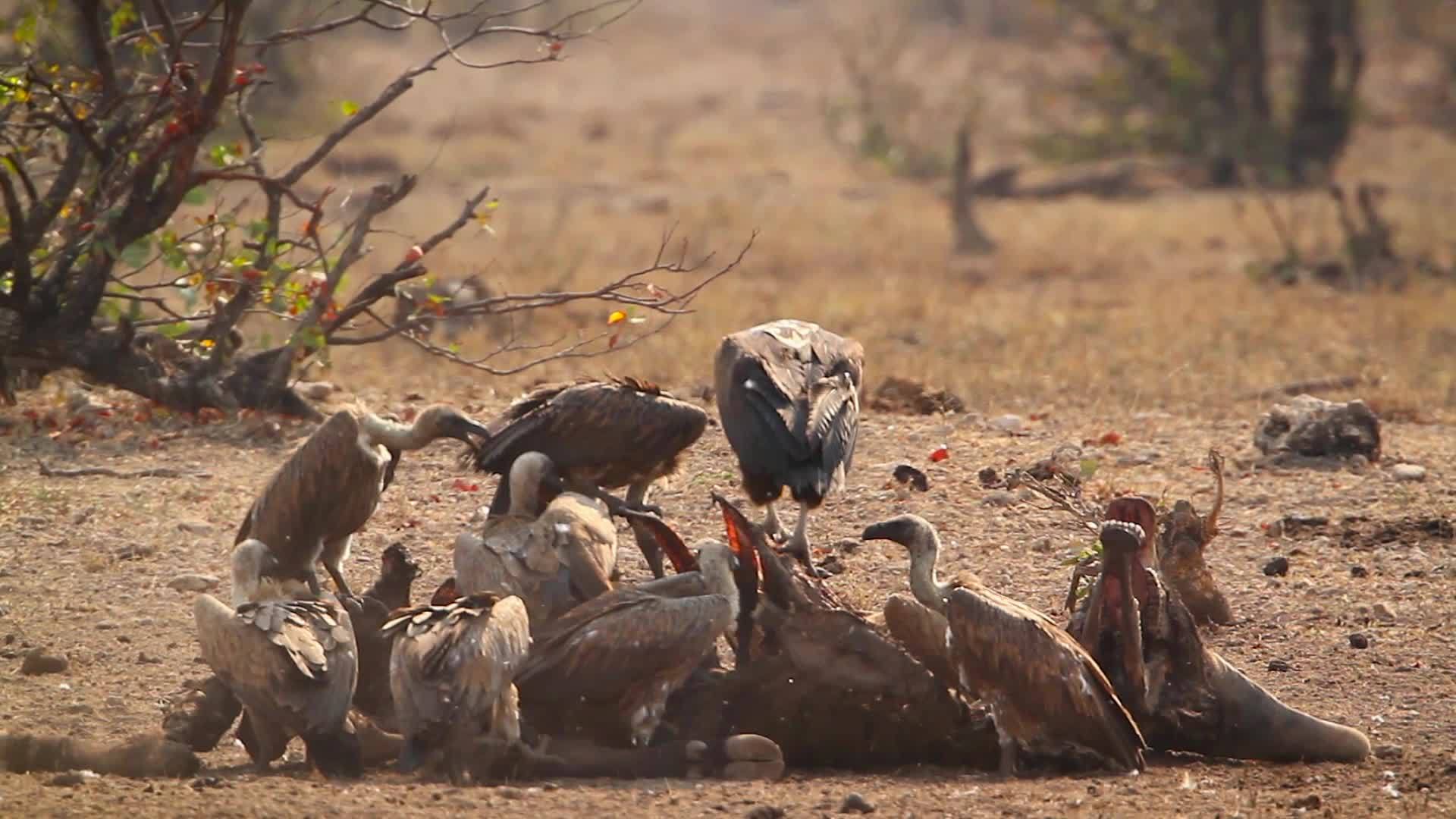 在非洲南部Kruger国家公园的拉布面对秃鹫和秃鹫视频的预览图