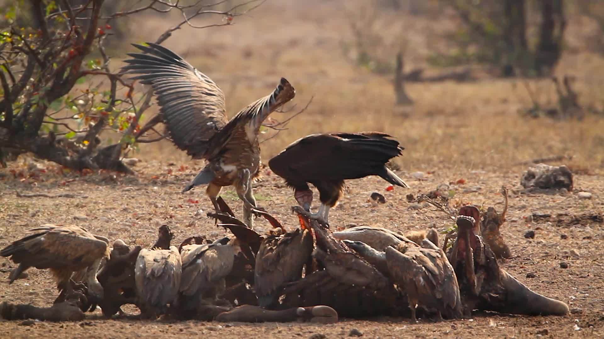 在非洲南部Kruger国家公园的拉布面对秃鹫和秃鹫视频的预览图