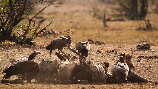 在非洲南部Kruger国家公园秃鹫视频的预览图