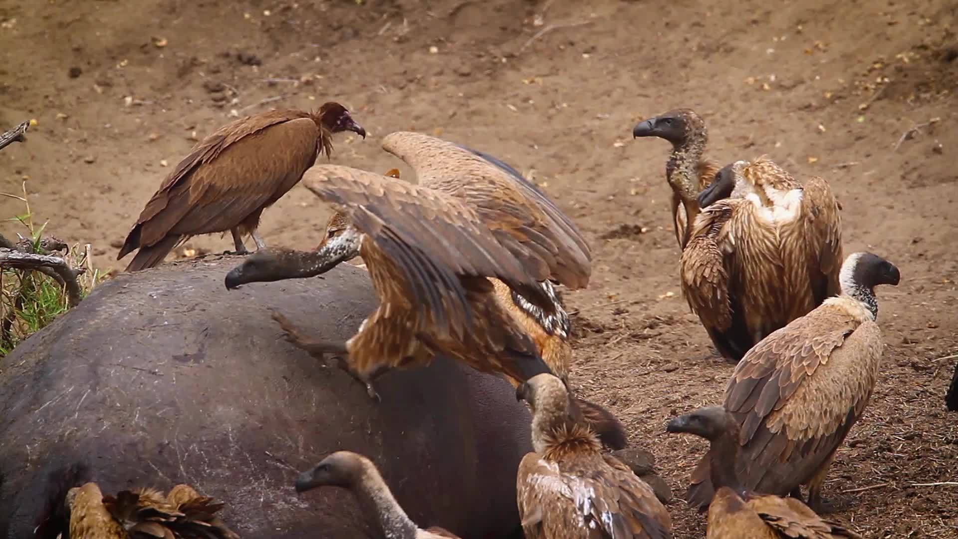 非洲南部Kruger国家公园黑背黑豹白背白和蒙头视频的预览图