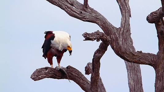 非洲南部Kruger非洲鱼鹰国家公园视频的预览图