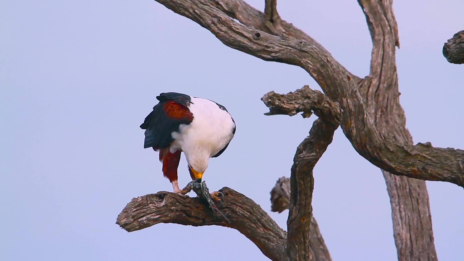 非洲鱼鹰非洲南部国家公园视频的预览图