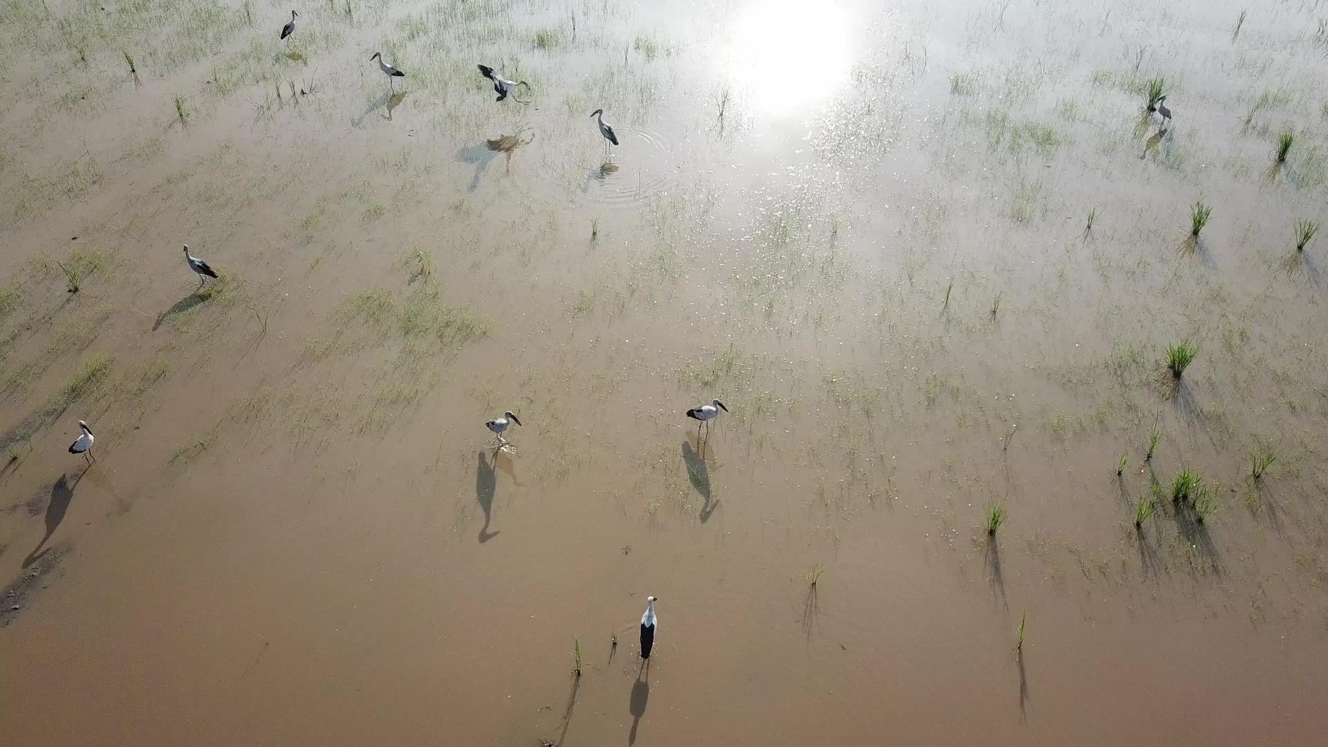 稻田栽培后的浅天空视图Asianopenbill视频的预览图