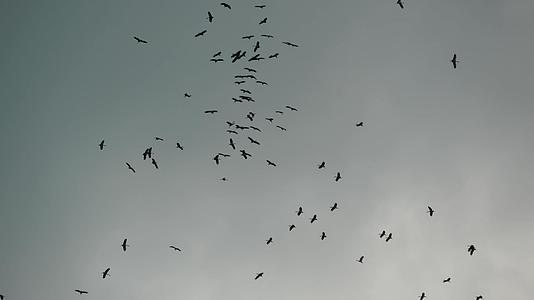 鸟儿在天空翱翔视频的预览图