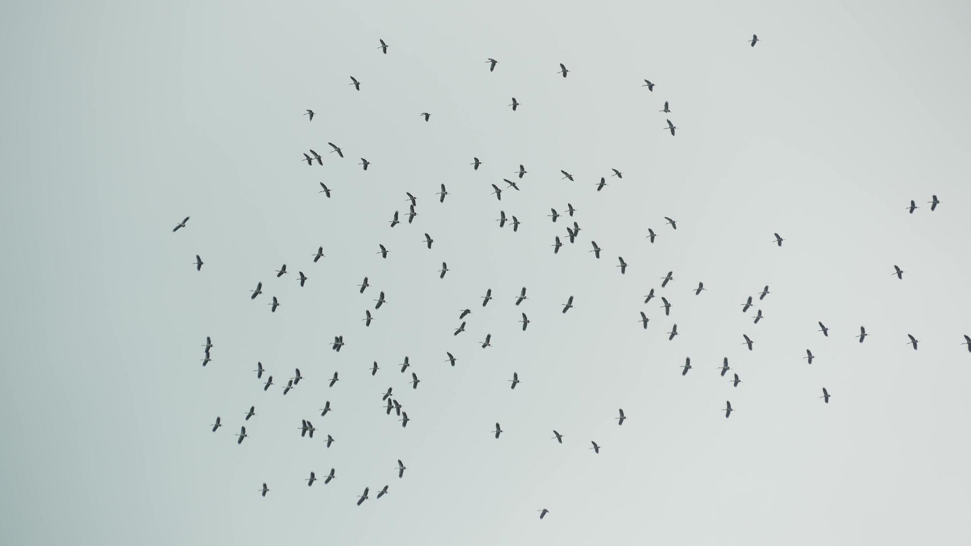 从下面一群鹳飞到灰色多云的天空中飞翔的鸟类的剪影视频的预览图