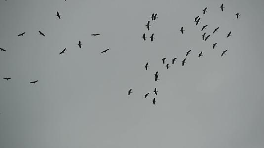 鸟儿在天空翱翔视频的预览图