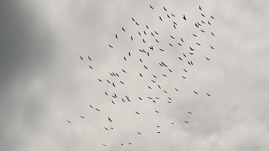 从下面一群鹳飞到灰色多云的天空中飞翔的鸟类的剪影视频的预览图