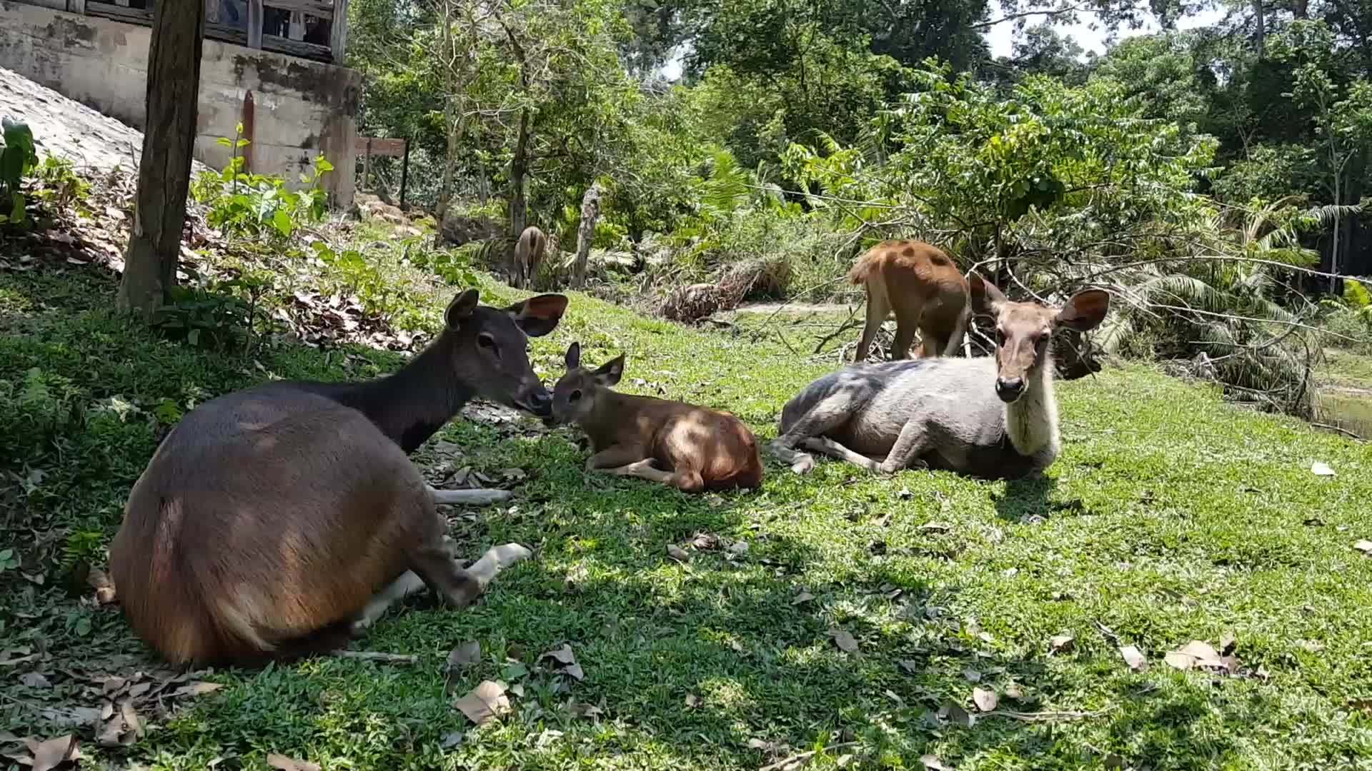 食草鹿睡觉视频的预览图