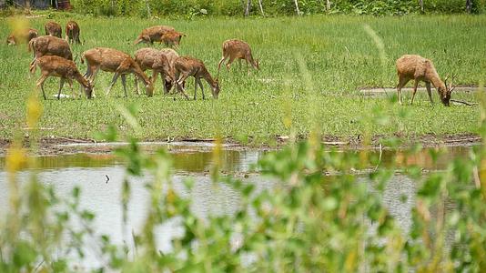 绿色牧场的鹿群吃草视频的预览图