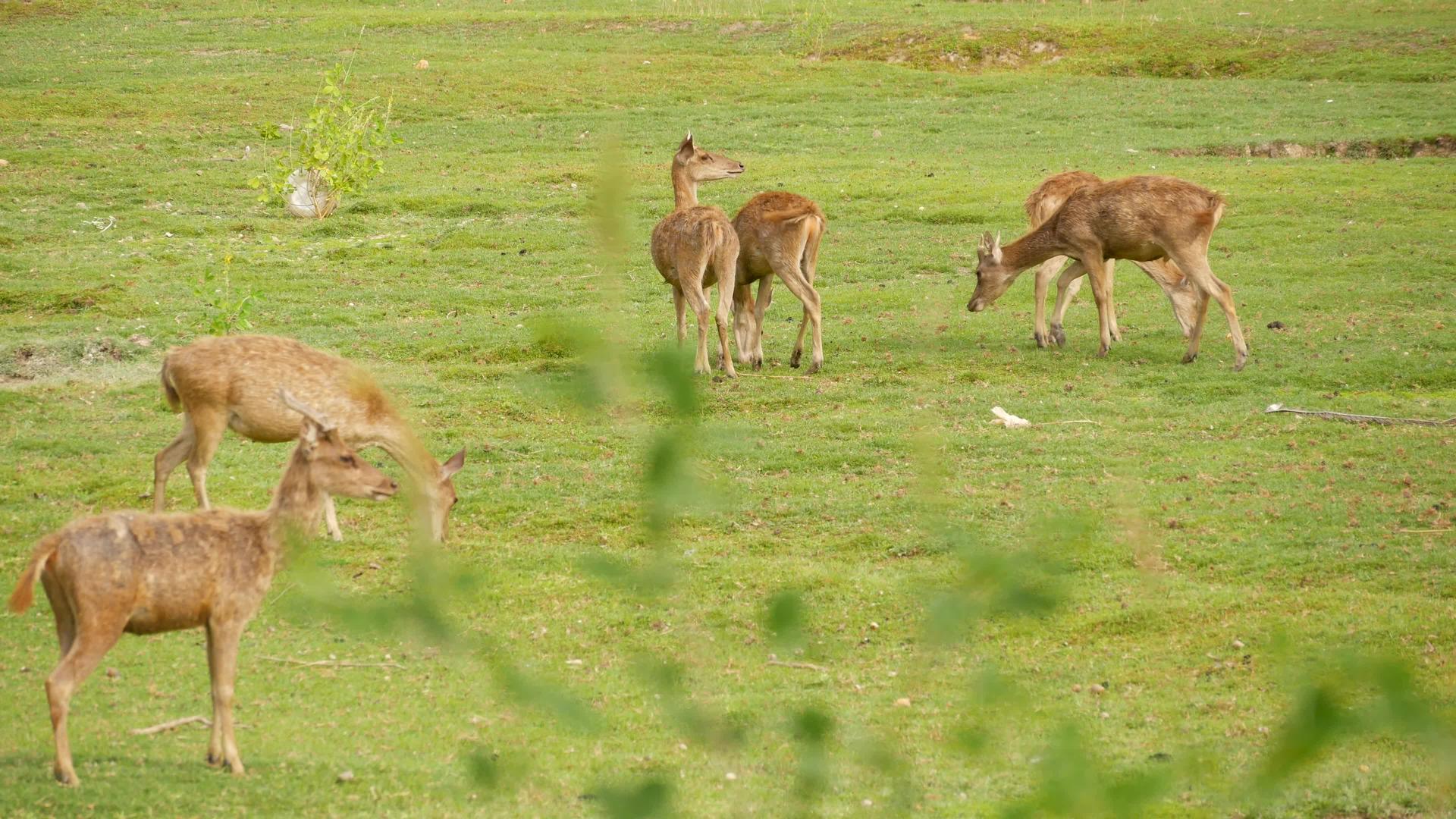 绿色牧场的鹿群吃草视频的预览图