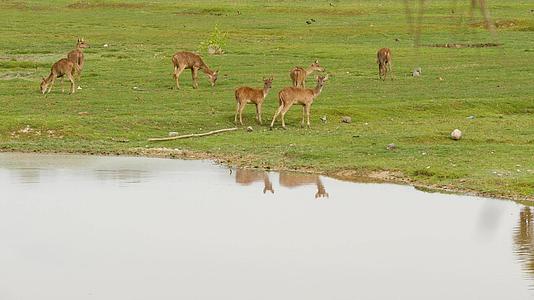 年轻、强壮、美丽的鹿、绿草、春草和可爱的春草视频的预览图