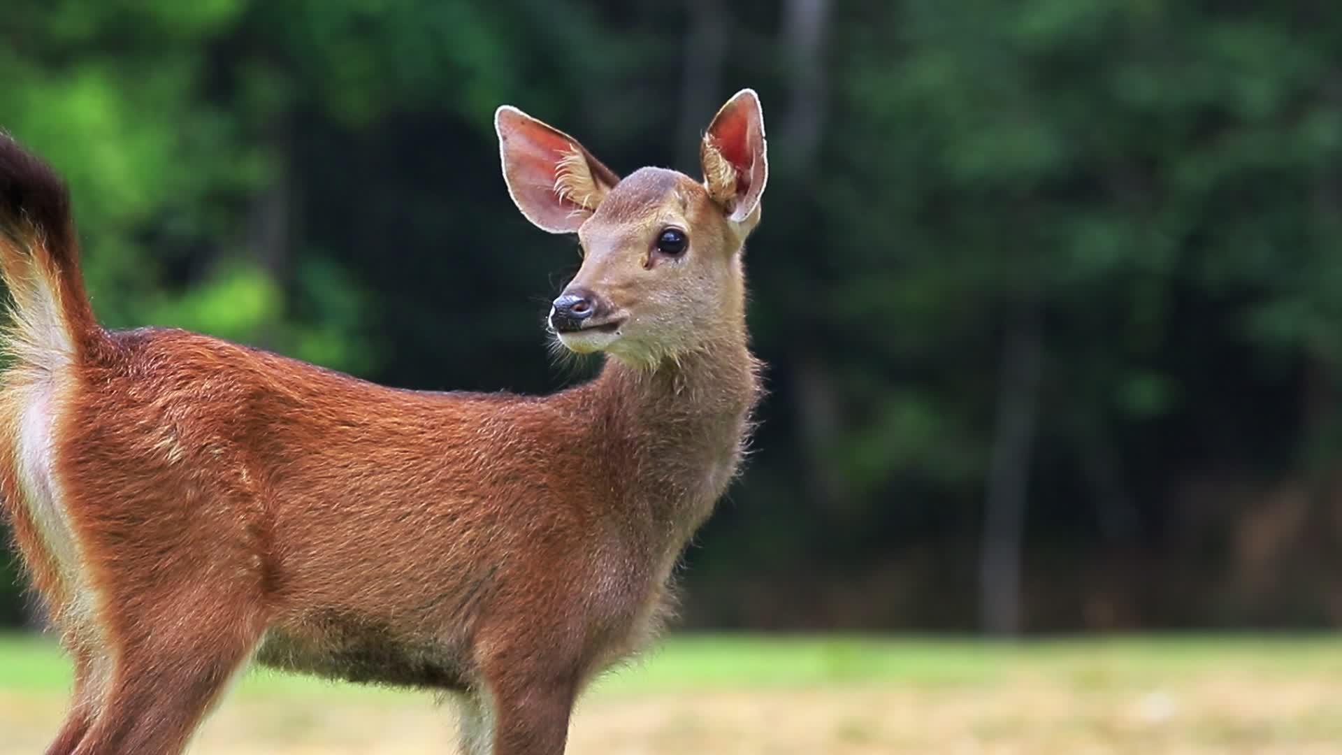 耶国公园的小鹿视频的预览图