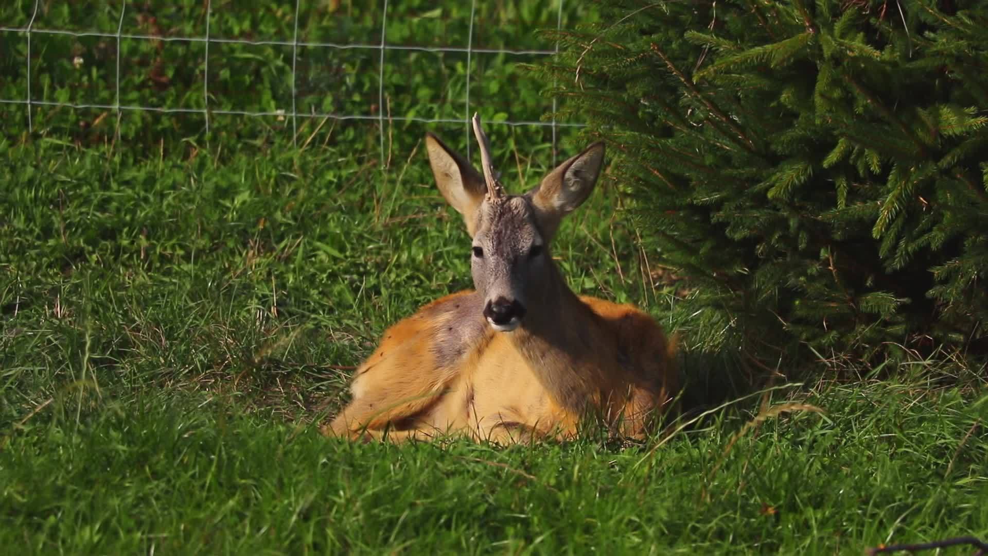 一只年轻的小鹿躺在绿草地上视频的预览图