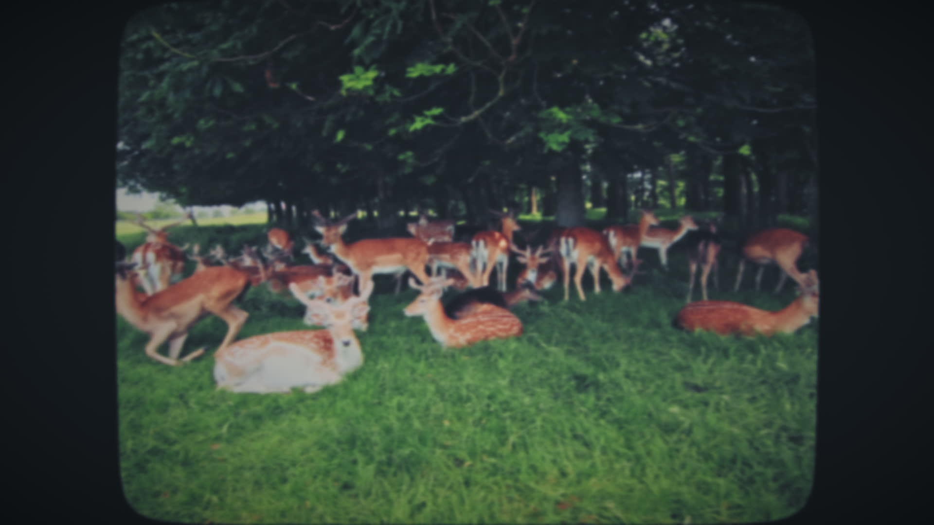 一群鹿在草地上放牧视频的预览图
