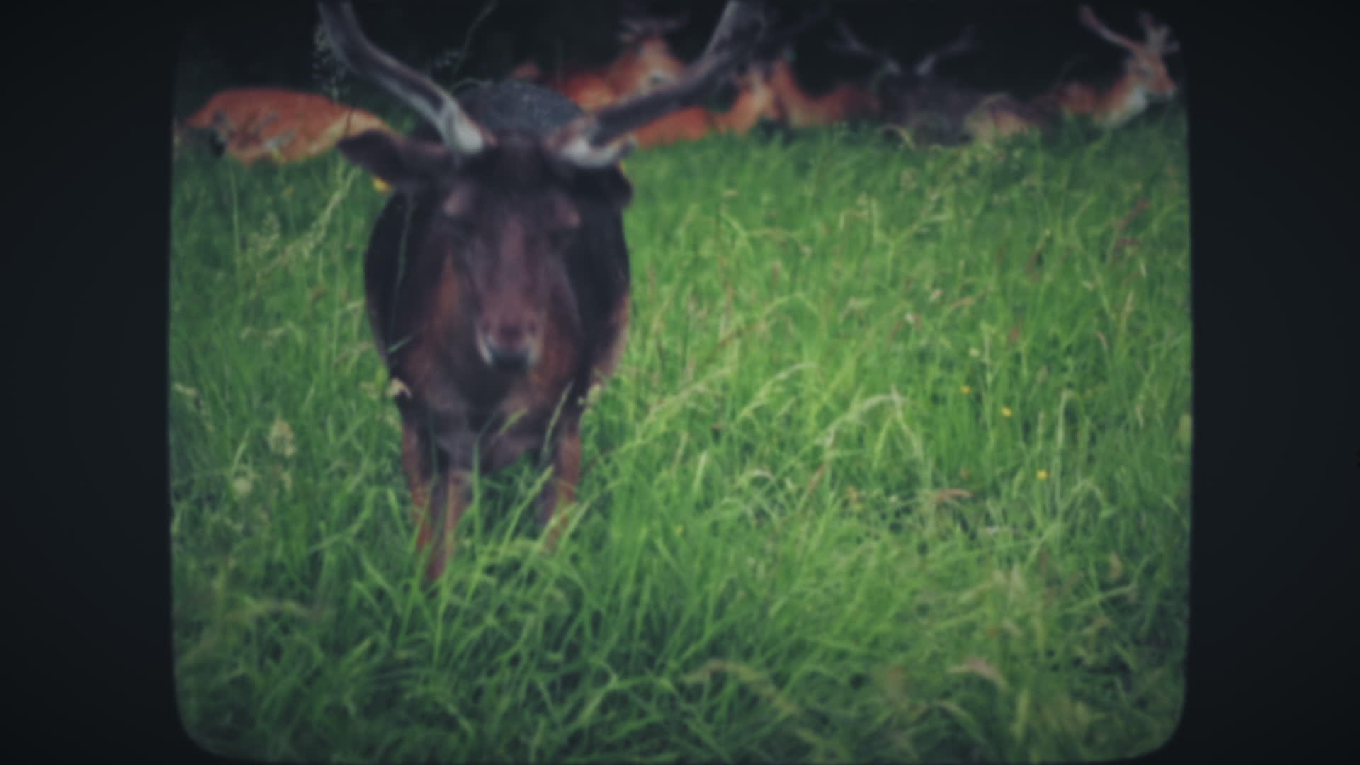 鹿在绿草地上吃草视频的预览图