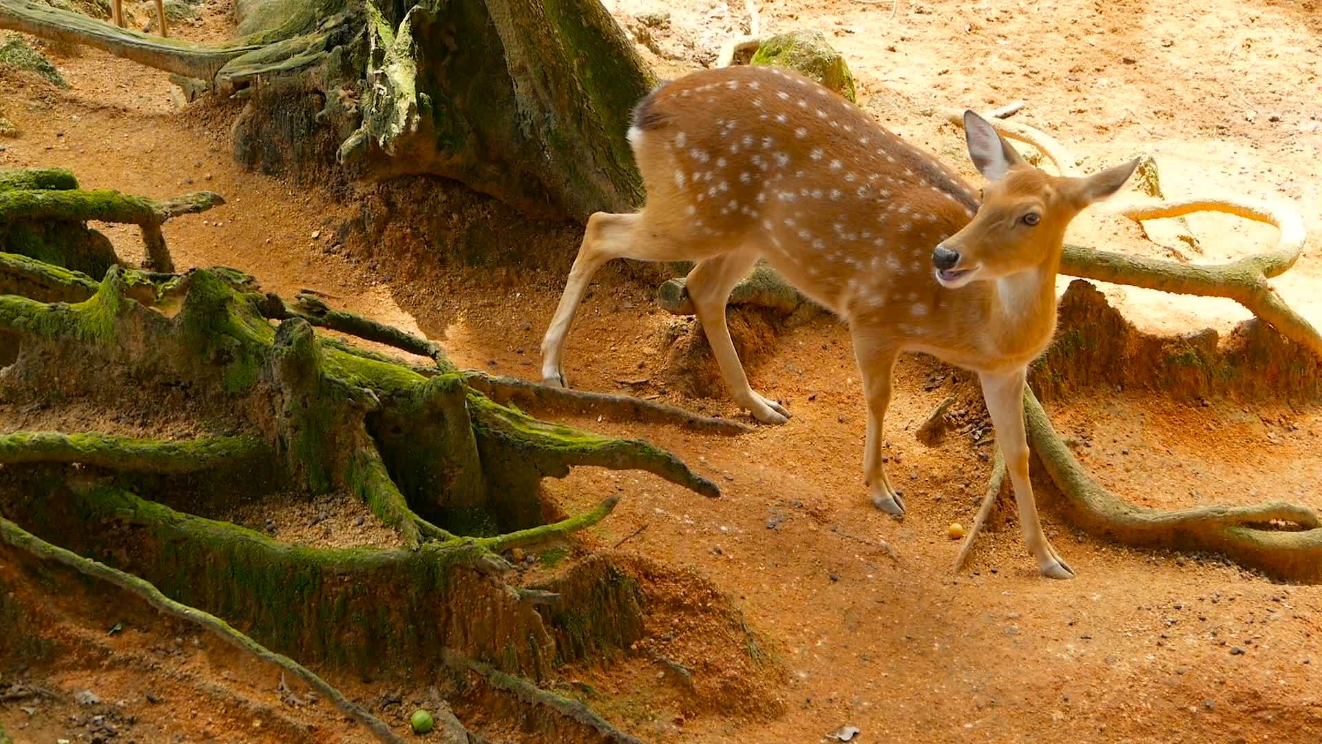 野生哺乳动物在白尾鹿周围的森林中发现了乳头骨轴线视频的预览图