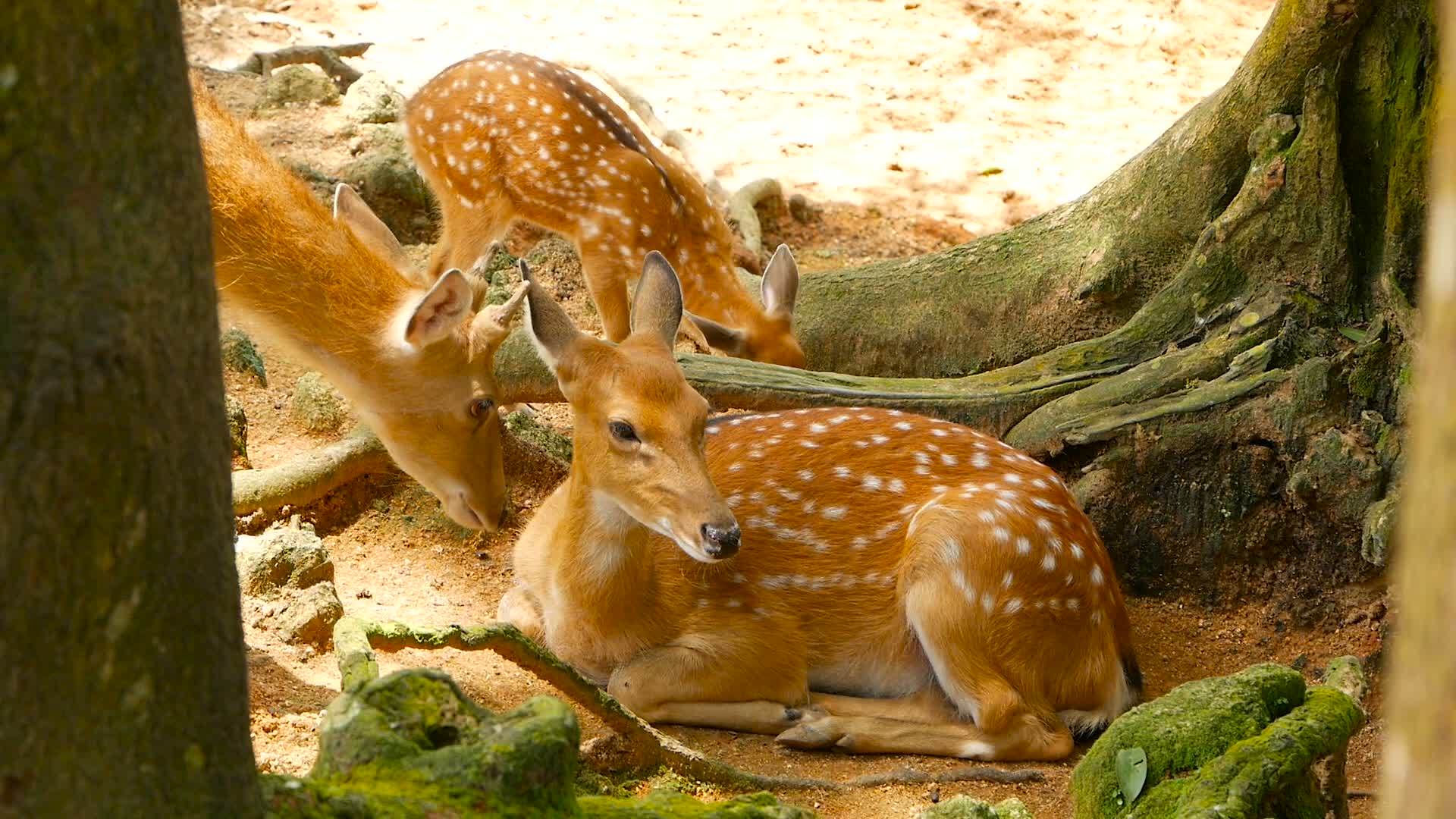 野生哺乳动物在白尾鹿周围的森林中发现了乳头骨轴线视频的预览图