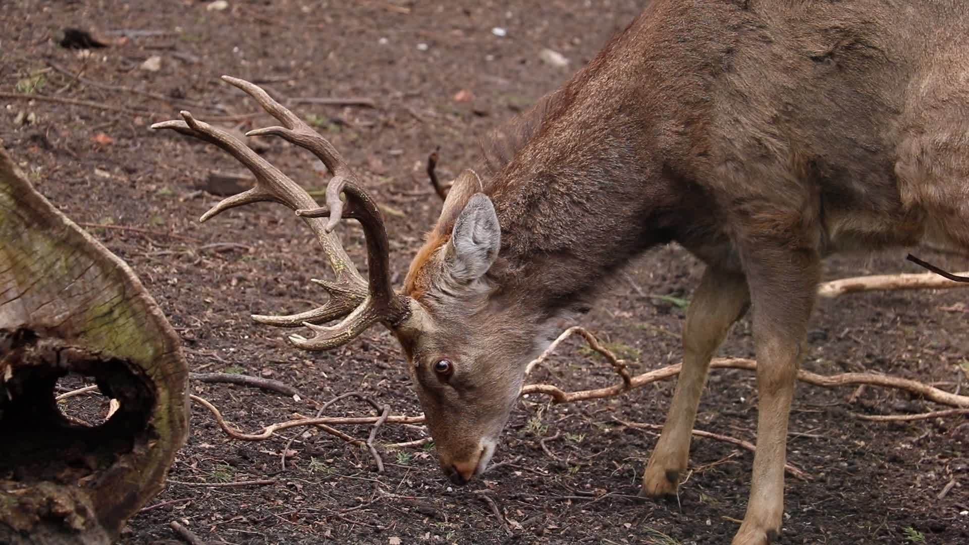 一只成年鹿在森林里寻找食物在地上觅食视频的预览图