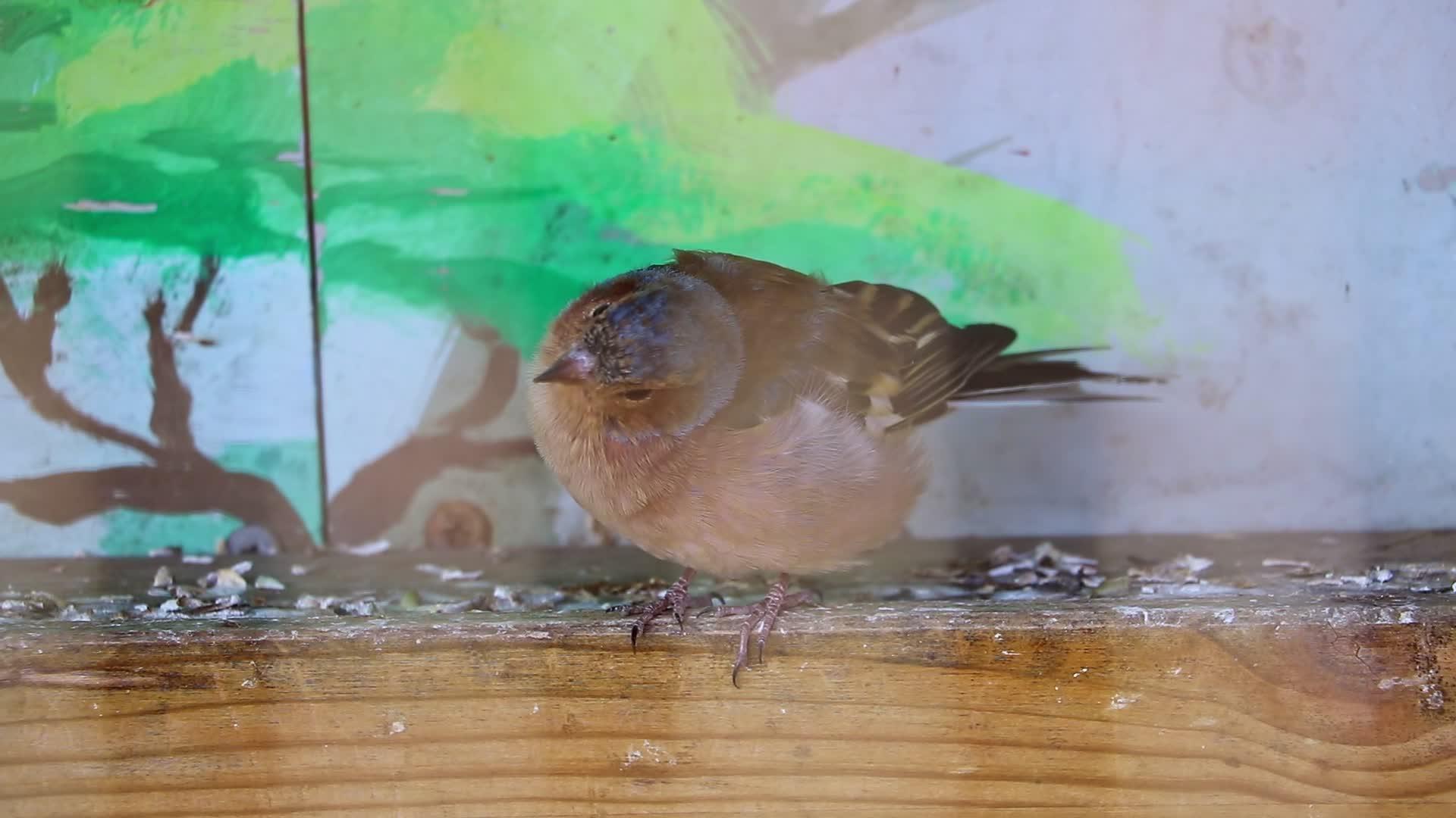 一只小麻雀紧紧地坐在木板上视频的预览图