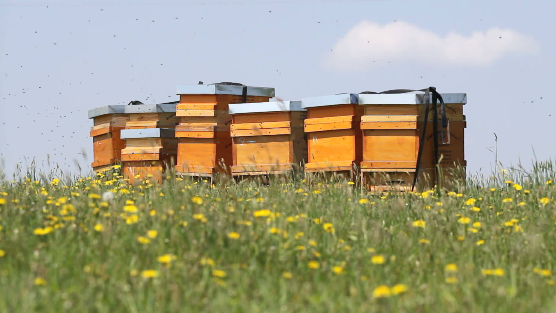 蜂巢在春草地上视频的预览图
