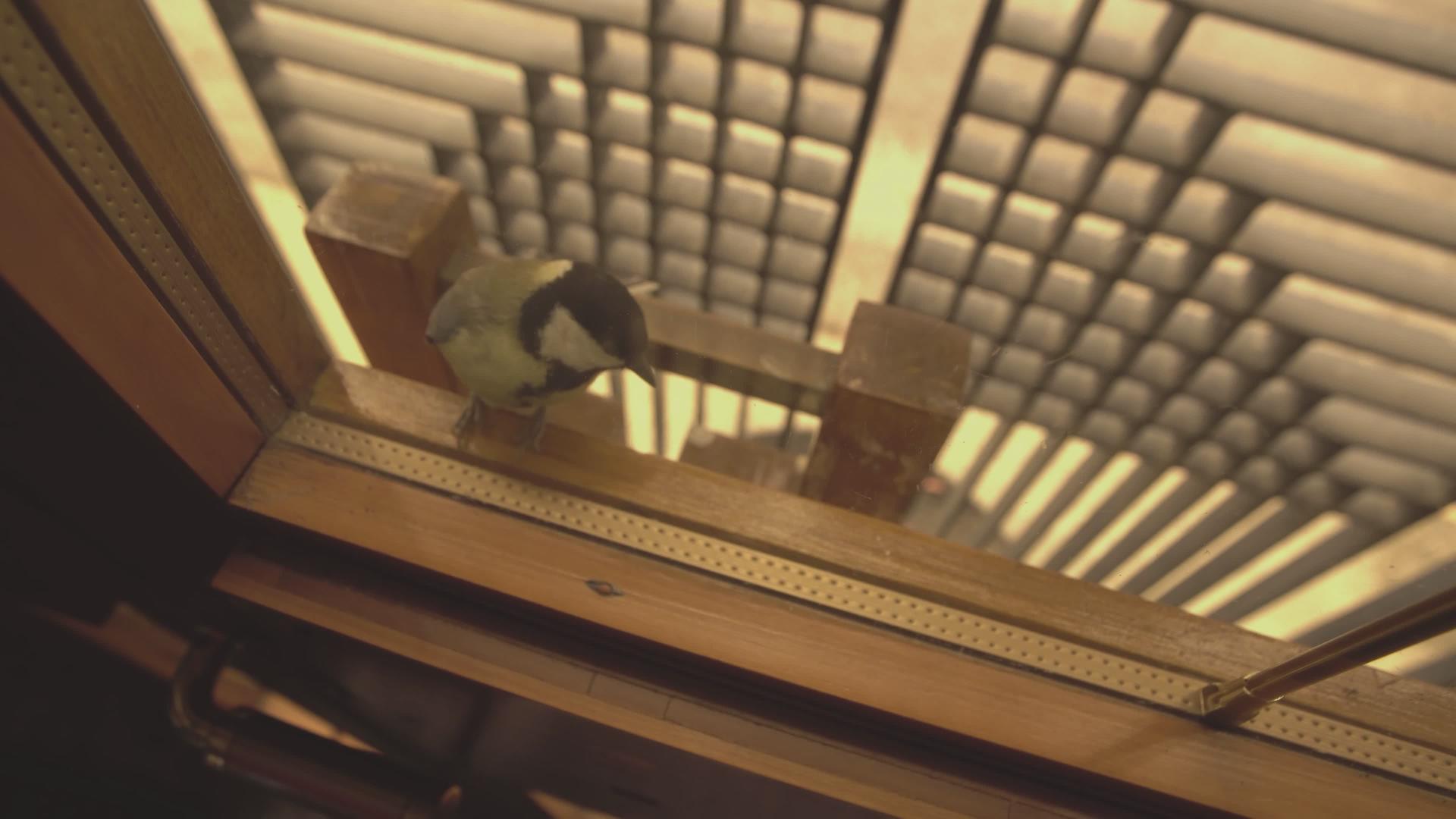 6号窗上的小鸟视频的预览图