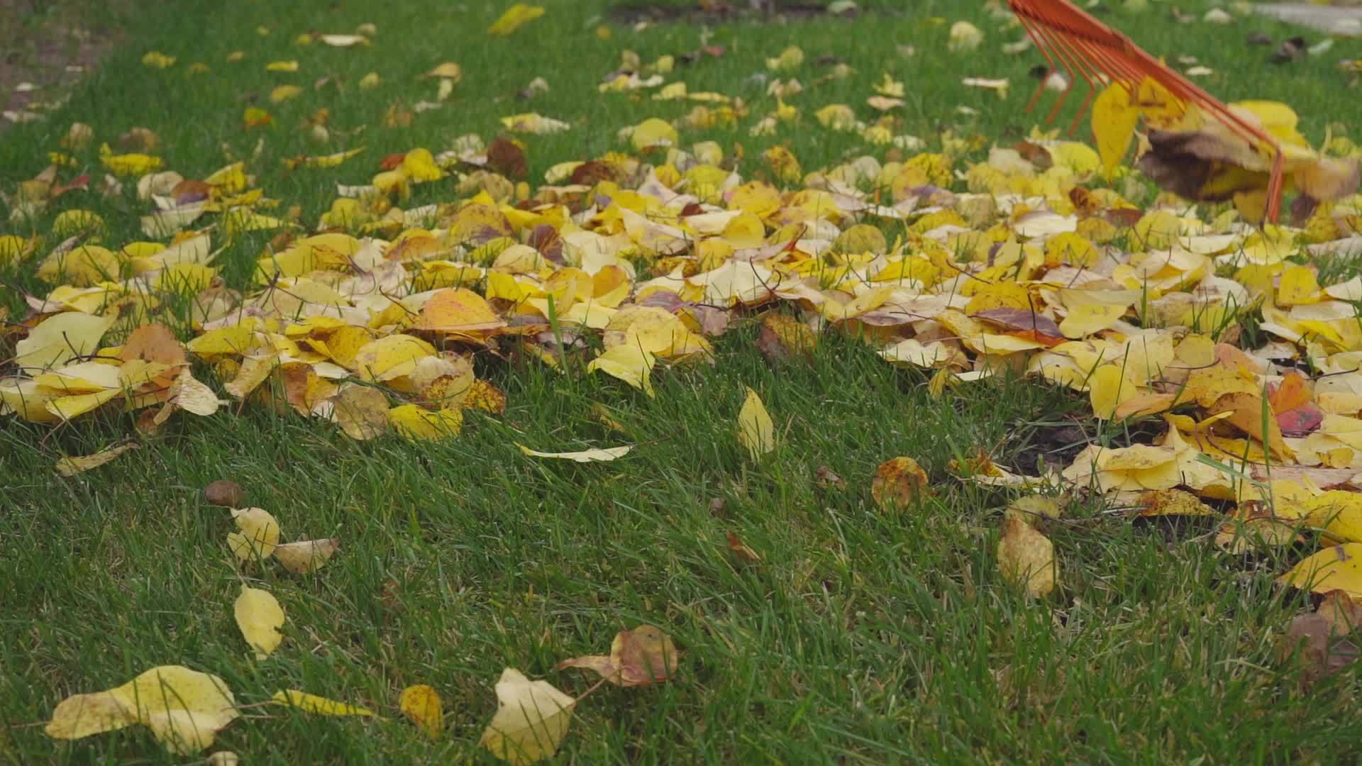 秋天用特殊的种子清洁草坪上落下的黄叶视频的预览图