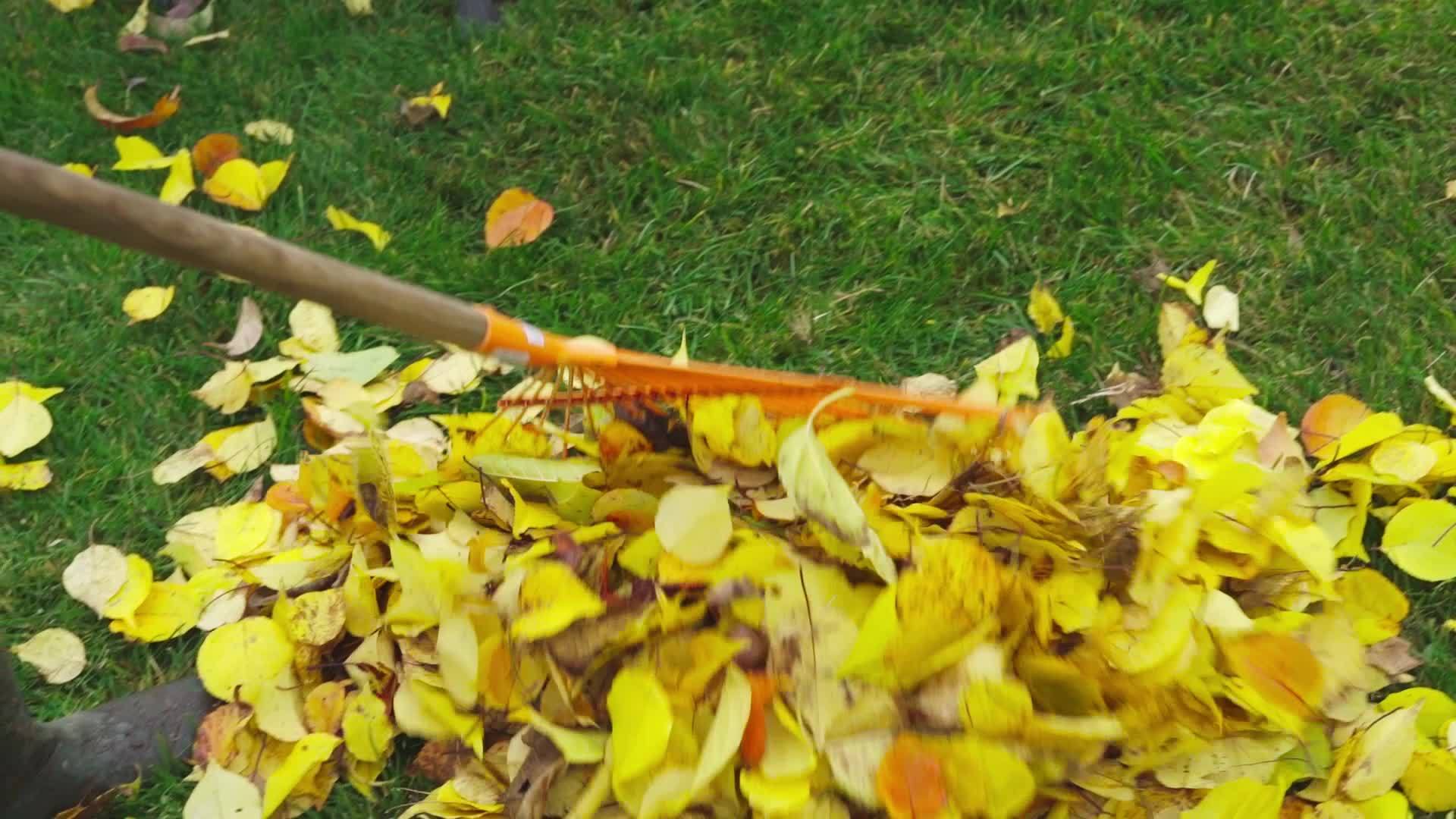 秋天用特殊的种子清洁草坪上落下的黄叶视频的预览图
