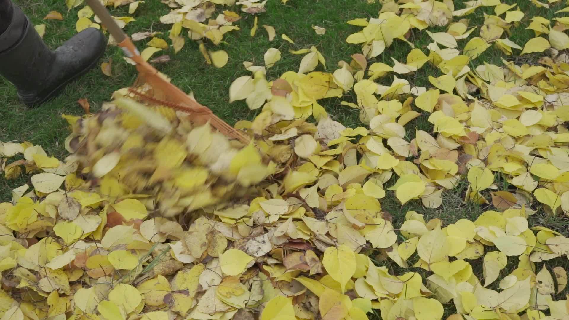 清理秋天落下的黄叶视频的预览图