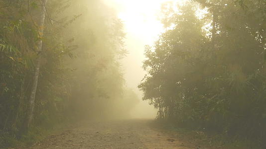 清晨带着美丽的迷雾进入森林视频的预览图