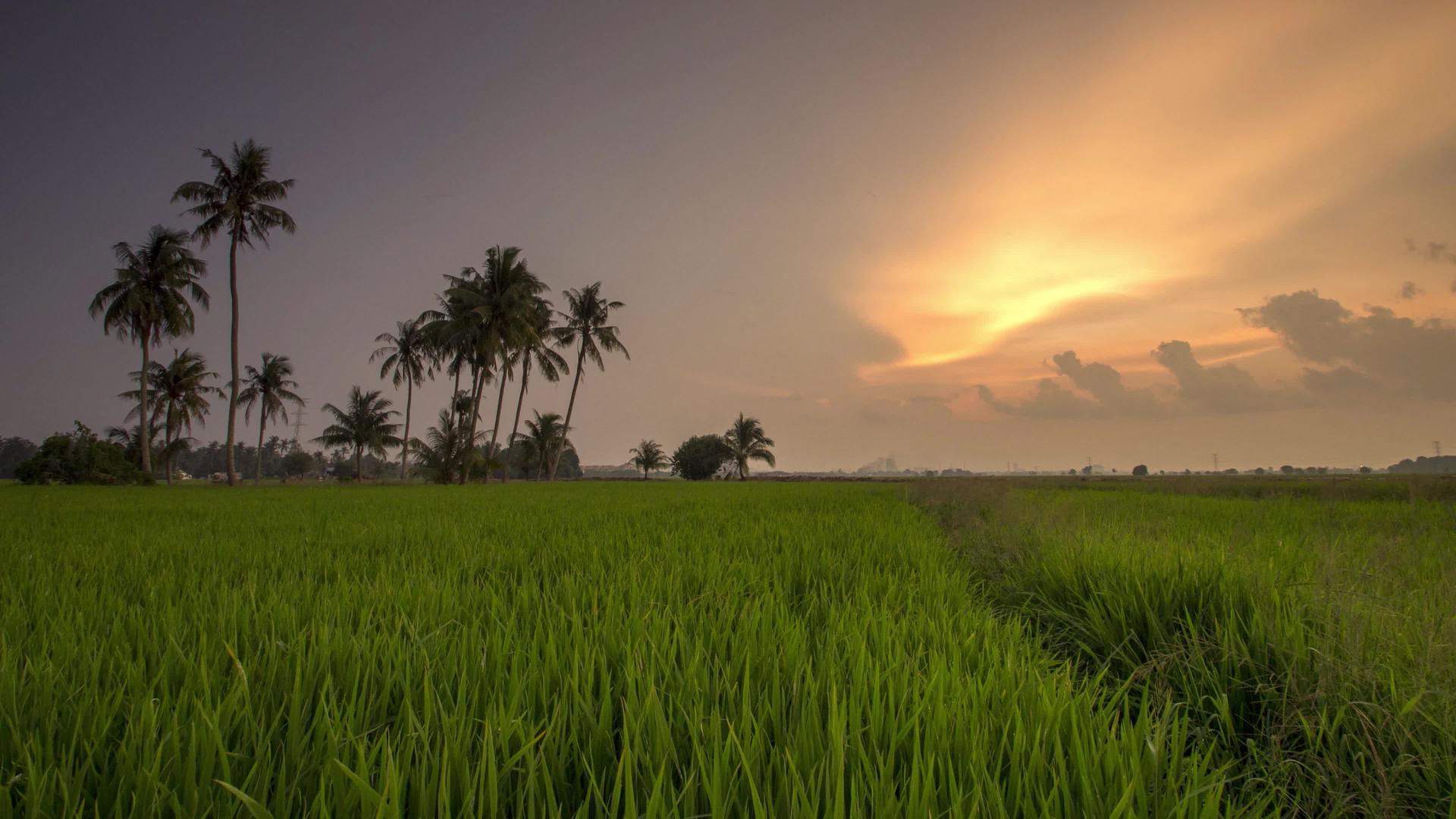 金色的日落云笼罩着椰子树的田野视频的预览图