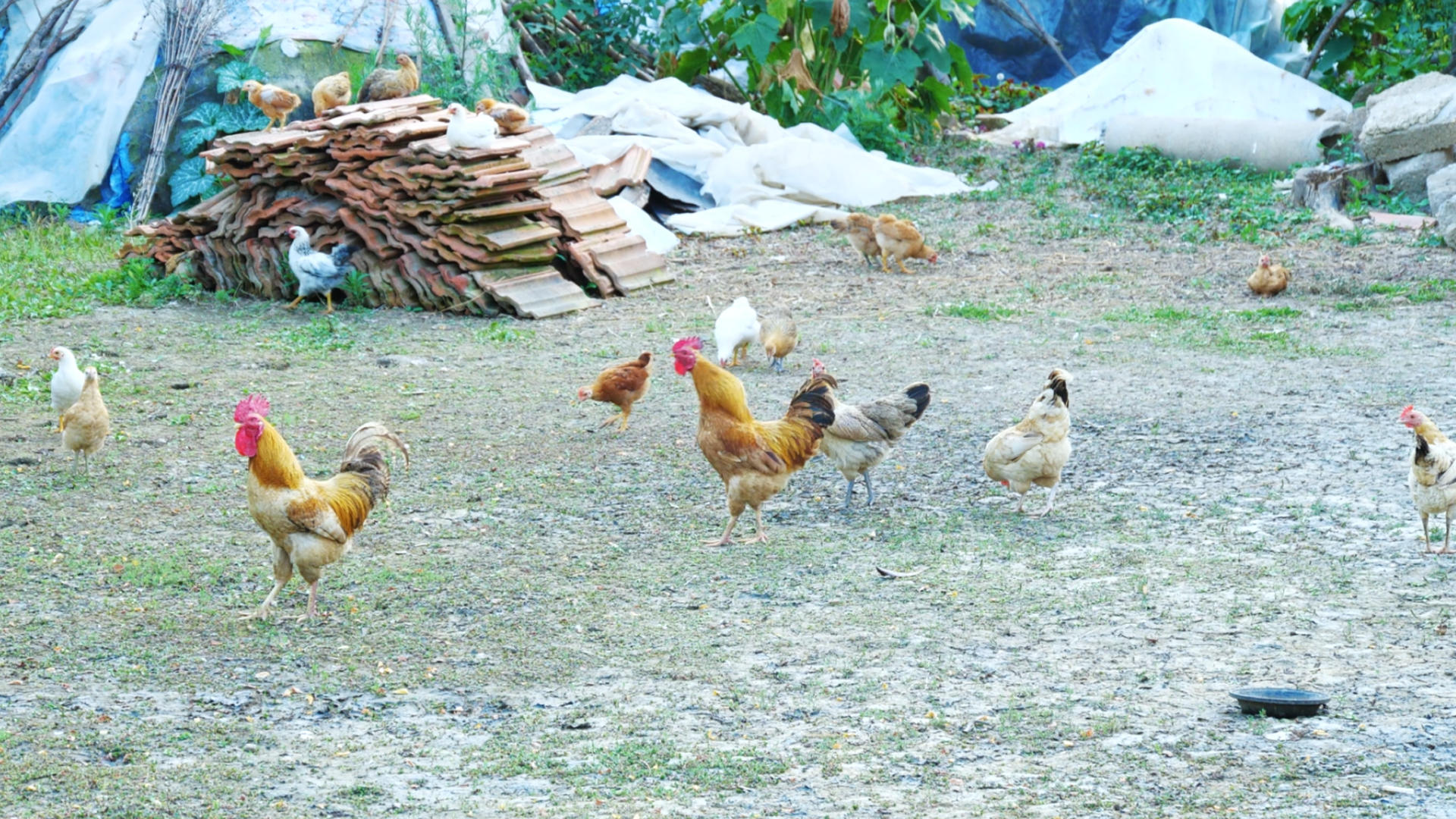 4K公鸡母鸡鸡群家禽农户养殖土鸡散养土鸡视频的预览图
