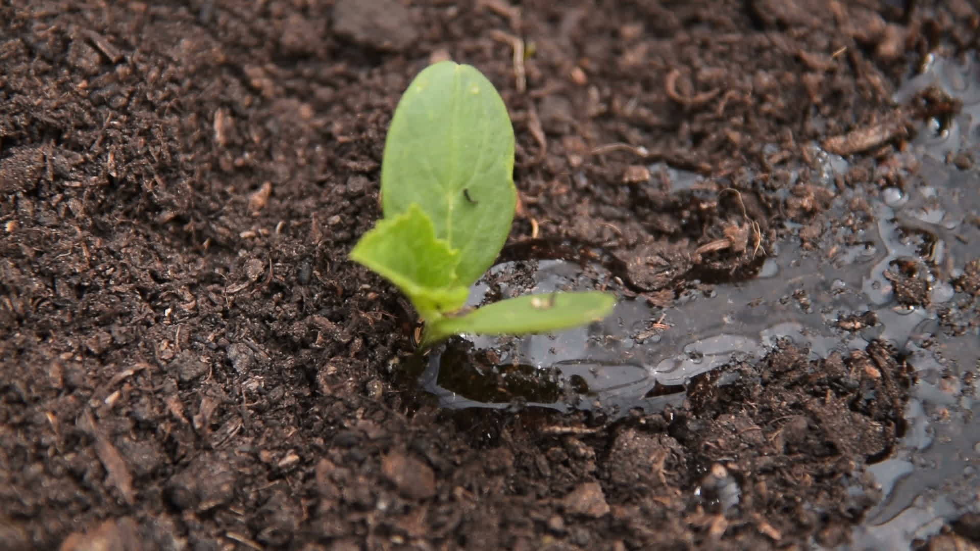 土壤中的幼苗视频的预览图