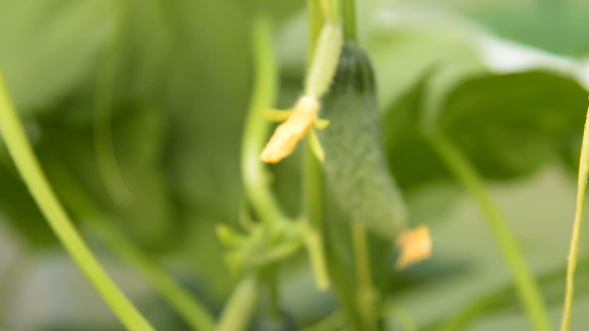 种植黄瓜和蔬菜视频的预览图