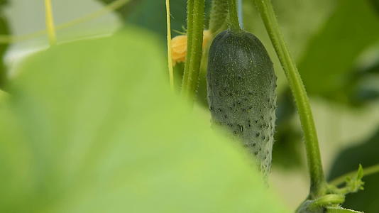 温室里新鲜成熟的黄瓜视频的预览图