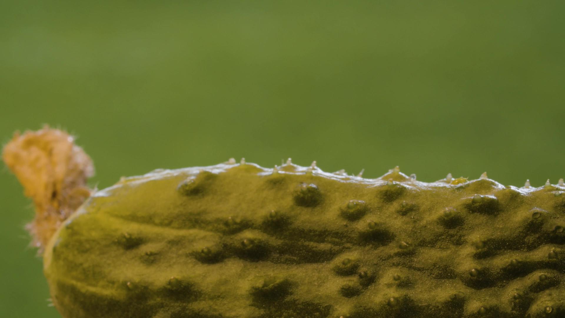 小昆虫爬上黄瓜视频的预览图