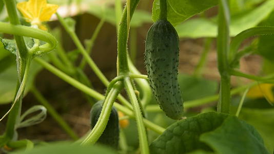温室植物上的黄瓜视频的预览图
