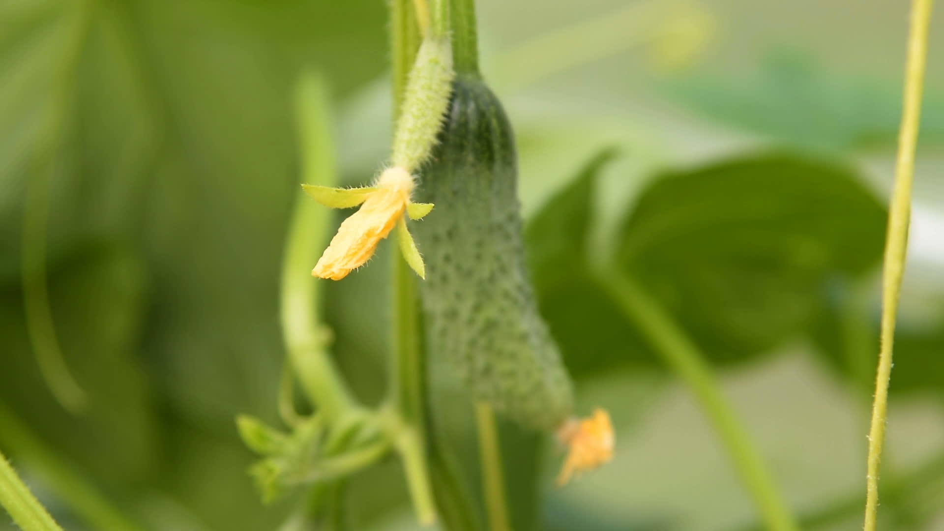 黄瓜含有蔬菜和花视频的预览图