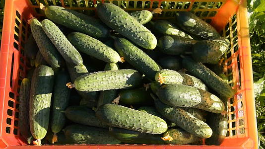 女农民收获丰富的黄瓜视频的预览图