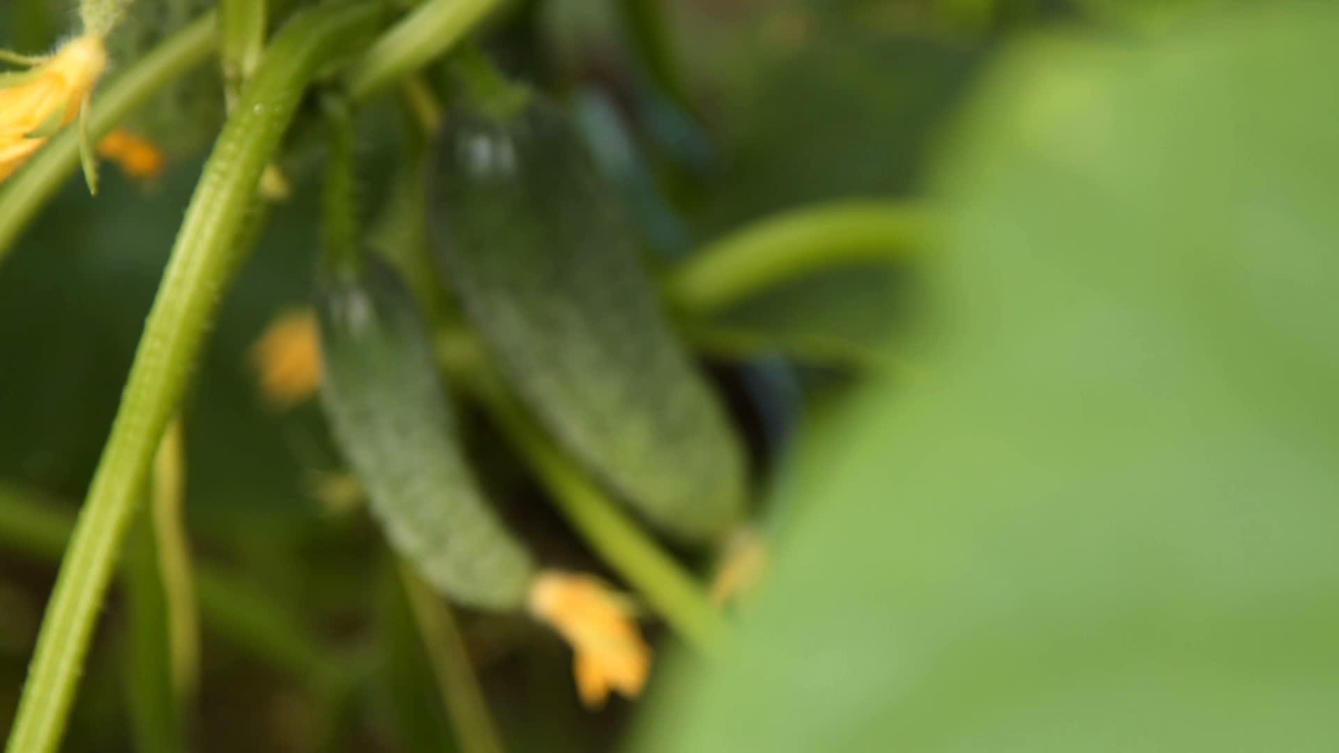种植黄瓜收割蔬菜视频的预览图
