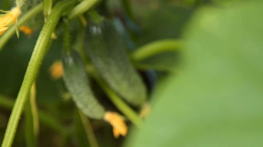 种植黄瓜收割蔬菜视频的预览图