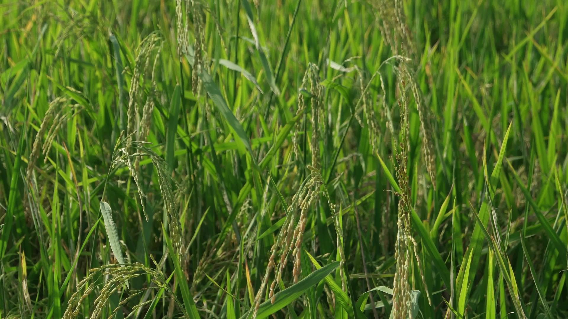绿稻田吹风视频的预览图