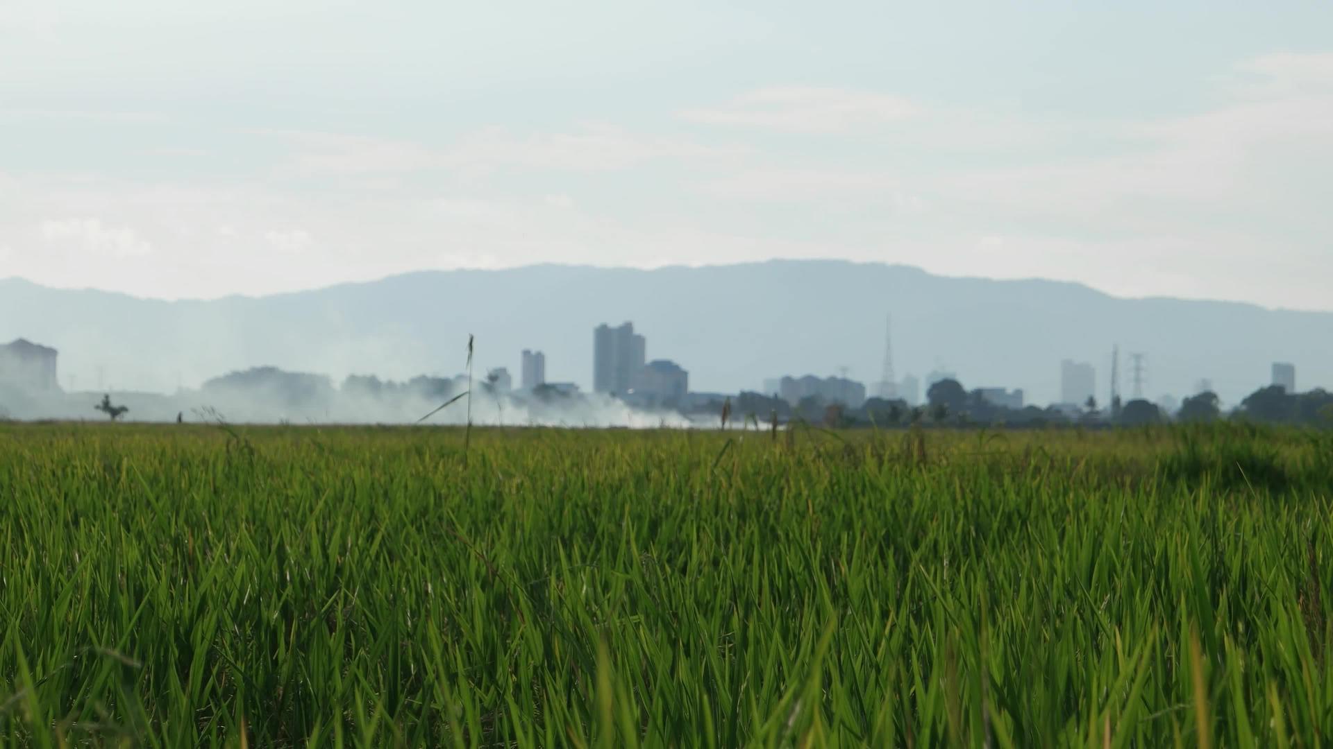 露天燃烧的稻田视频的预览图