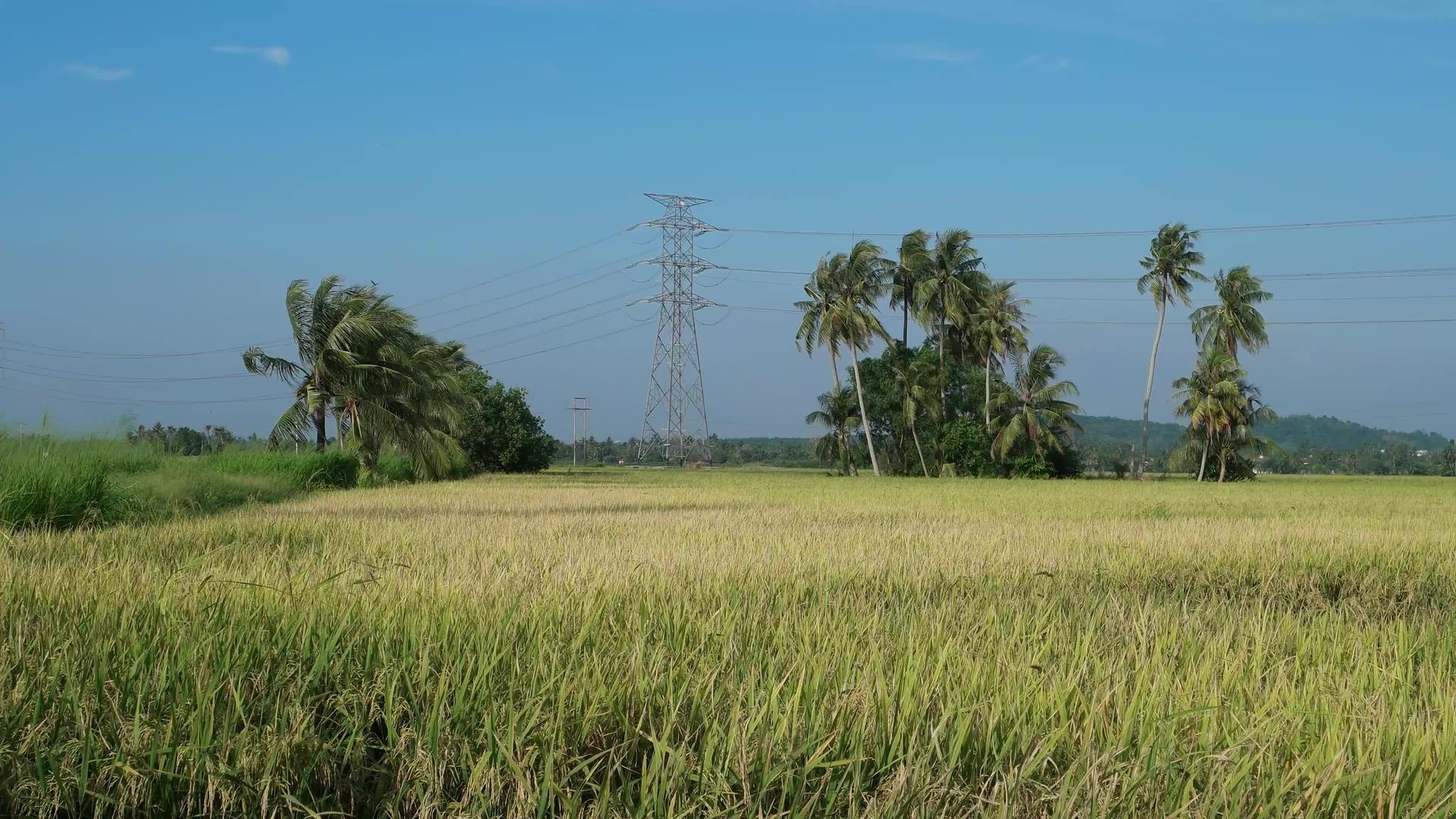稻田和椰子树视频的预览图