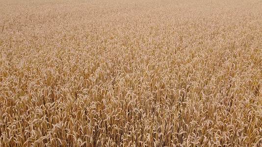 黄田成熟小麦的农业工作和食品工业概念视频的预览图